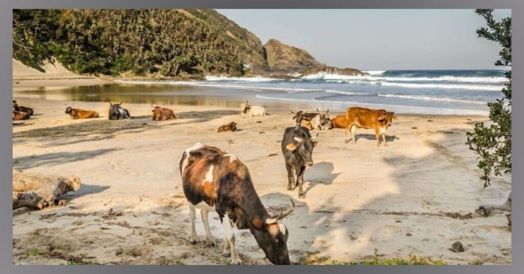 Beaches of East Cape